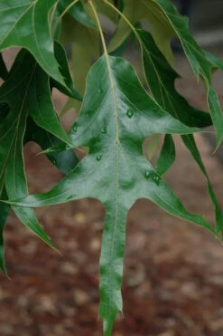 Southern Red Oak Tree (Quercus Falcata) - 3 Gallon Pot