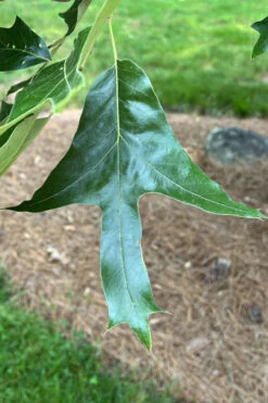 Southern Red Oak Tree (Quercus Falcata) - 3 Gallon Pot -Wilson Bros Gardens quercus falcata southern red oak 3 2