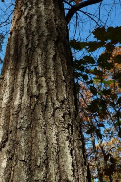 Southern Red Oak Tree (Quercus Falcata) - 1 Gallon Pot -Wilson Bros Gardens quercus falcata southern red oak 4 1
