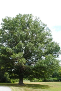 Southern Red Oak Tree (Quercus Falcata) - 3 Gallon Pot -Wilson Bros Gardens quercus falcata southern red oak 5 2