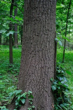 Southern Red Oak Tree (Quercus Falcata) - 3 Pack Of 1.5 Quart Pots -Wilson Bros Gardens quercus falcata southern red oak 6