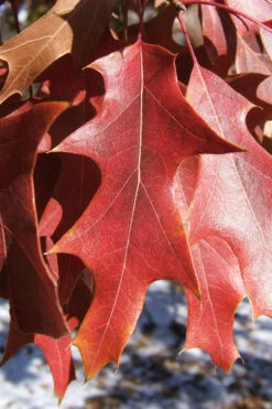 Southern Red Oak Tree (Quercus Falcata) - 3 Gallon Pot -Wilson Bros Gardens quercus falcata southern red oak 7 2