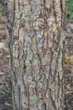Overcup Oak Tree (Quercus Lyrata) - 1 Gallon Pot -Wilson Bros Gardens quercus lyrata overcup oak acorn bark 1 1