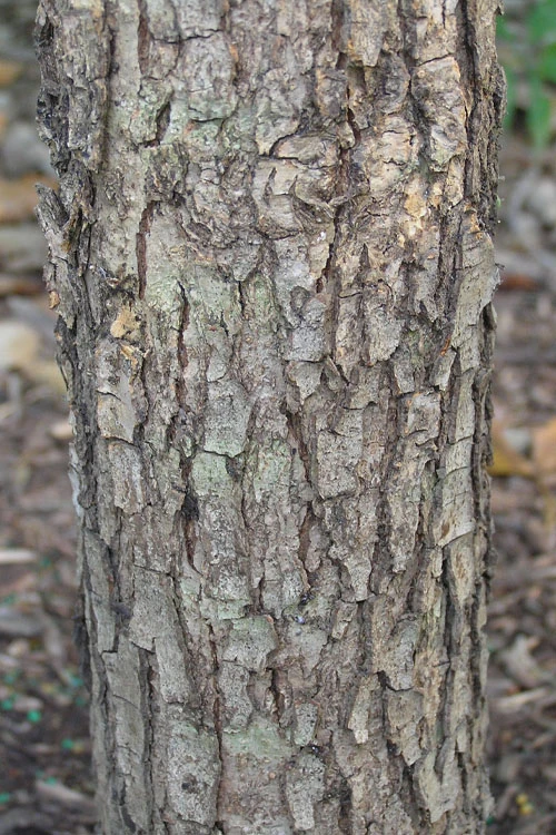 Overcup Oak Tree (Quercus Lyrata) - 3 Gallon Pot 8 Overcup Oak Tree (Quercus Lyrata) - 3 Gallon Pot - Image 8