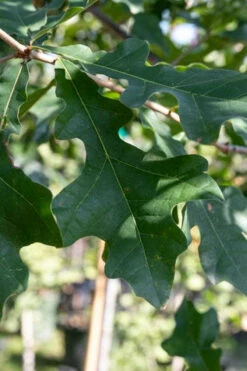 Overcup Oak Tree (Quercus Lyrata) - 3 Gallon Pot 13 Overcup Oak Tree (Quercus Lyrata) - 3 Gallon Pot -Wilson Bros Gardens quercus lyrata overcup oak acorn leaf 1 2