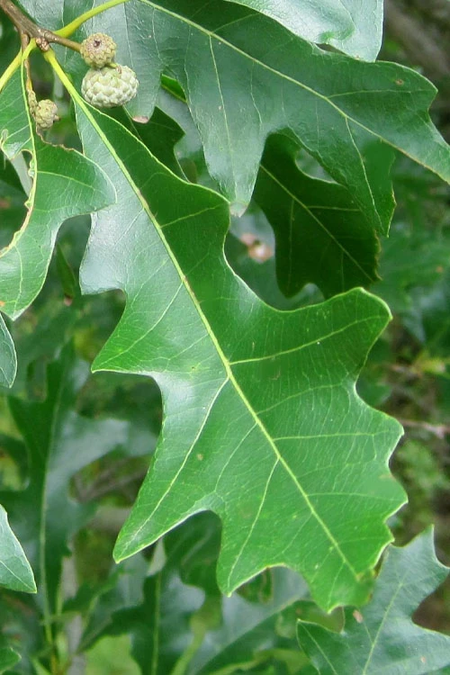 Overcup Oak Tree (Quercus Lyrata) - 3 Gallon Pot 1 Overcup Oak Tree (Quercus Lyrata) - 3 Gallon Pot
