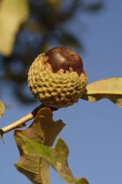 Overcup Oak Tree (Quercus Lyrata) - 3 Gallon Pot 12 Overcup Oak Tree (Quercus Lyrata) - 3 Gallon Pot -Wilson Bros Gardens quercus lyrata overcup oak acorn nut 1 2