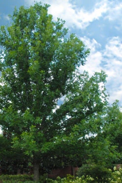 Overcup Oak Tree (Quercus Lyrata) - 3 Gallon Pot 11 Overcup Oak Tree (Quercus Lyrata) - 3 Gallon Pot -Wilson Bros Gardens quercus lyrata overcup oak acorn tree 1 2