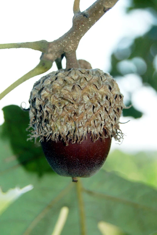 Mossycup Bur Oak Tree (Quercus Macrocarpa) - 3 Pack Of 1.5 Quart Pots 6 Mossycup Bur Oak Tree (Quercus Macrocarpa) - 3 Pack Of 1.5 Quart Pots - Image 6