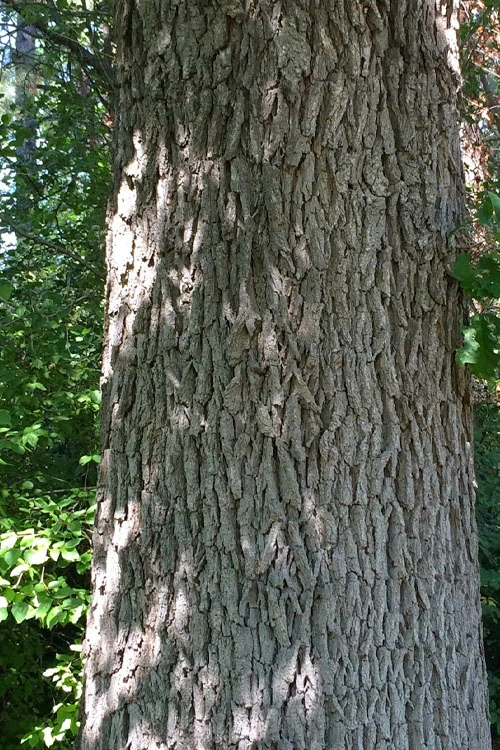 Mossycup Bur Oak Tree (Quercus Macrocarpa) - 3 Pack Of 1.5 Quart Pots 11 Mossycup Bur Oak Tree (Quercus Macrocarpa) - 3 Pack Of 1.5 Quart Pots - Image 11