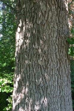 Mossycup Bur Oak Tree (Quercus Macrocarpa) - 3 Gallon Pot 22 Mossycup Bur Oak Tree (Quercus Macrocarpa) - 3 Gallon Pot -Wilson Bros Gardens quercus macrocarpa bur oak 10
