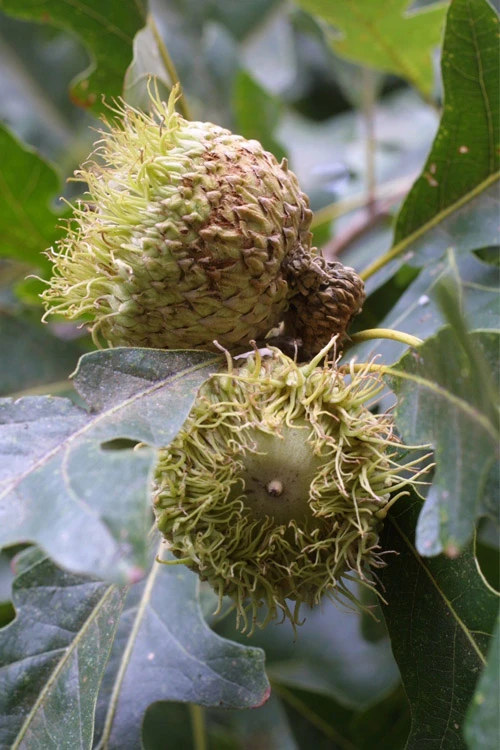 Mossycup Bur Oak Tree (Quercus Macrocarpa) - 3 Pack Of 1.5 Quart Pots 8 Mossycup Bur Oak Tree (Quercus Macrocarpa) - 3 Pack Of 1.5 Quart Pots - Image 8