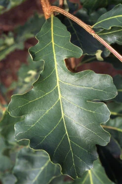 Mossycup Bur Oak Tree (Quercus Macrocarpa) - 3 Gallon Pot 15 Mossycup Bur Oak Tree (Quercus Macrocarpa) - 3 Gallon Pot -Wilson Bros Gardens quercus macrocarpa bur oak 3