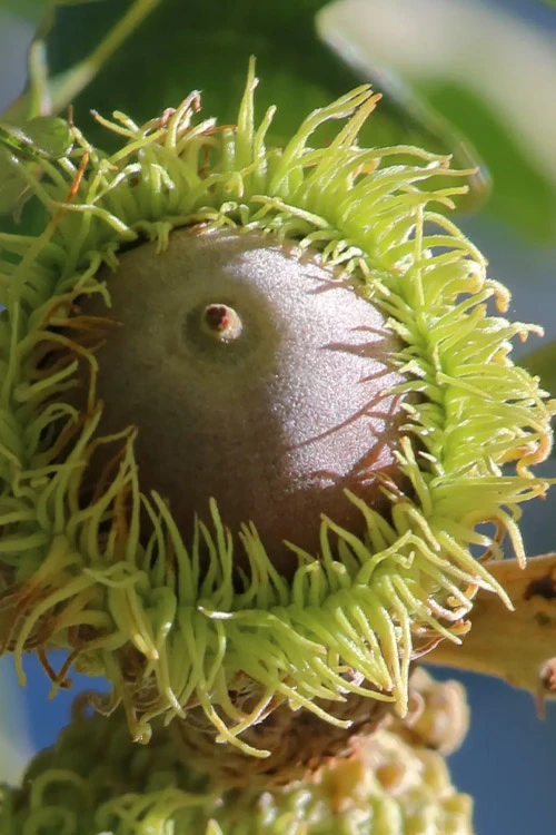 Mossycup Bur Oak Tree (Quercus Macrocarpa) - 3 Pack Of 1.5 Quart Pots 1 Mossycup Bur Oak Tree (Quercus Macrocarpa) - 3 Pack Of 1.5 Quart Pots