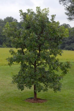Mossycup Bur Oak Tree (Quercus Macrocarpa) - 3 Gallon Pot 23 Mossycup Bur Oak Tree (Quercus Macrocarpa) - 3 Gallon Pot -Wilson Bros Gardens quercus macrocarpa bur oak 8