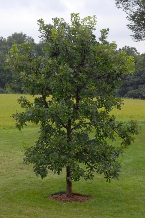 Mossycup Bur Oak Tree (Quercus Macrocarpa) - 3 Gallon Pot 12 Mossycup Bur Oak Tree (Quercus Macrocarpa) - 3 Gallon Pot - Image 12
