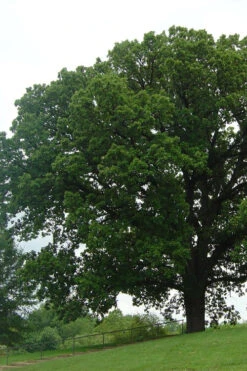 Mossycup Bur Oak Tree (Quercus Macrocarpa) - 3 Gallon Pot 16 Mossycup Bur Oak Tree (Quercus Macrocarpa) - 3 Gallon Pot -Wilson Bros Gardens quercus macrocarpa bur oak 9