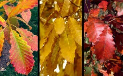 Chinkapin Oak Tree (Quercus Muehlenbergii) - 3 Gallon Pot 12 Chinkapin Oak Tree (Quercus Muehlenbergii) - 3 Gallon Pot -Wilson Bros Gardens quercus muehlenbergii chinkapin oak tree 10