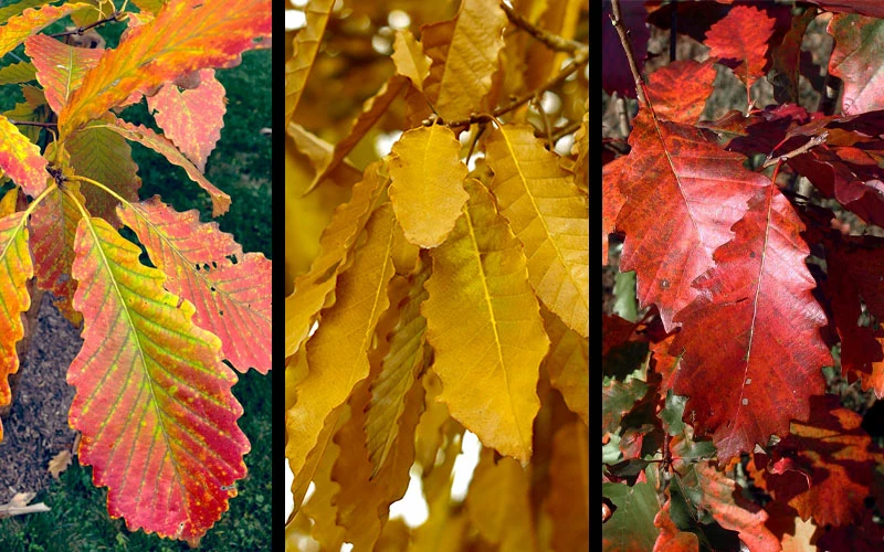 Chinkapin Oak Tree (Quercus Muehlenbergii) - 3 Gallon Pot 4 Chinkapin Oak Tree (Quercus Muehlenbergii) - 3 Gallon Pot - Image 4