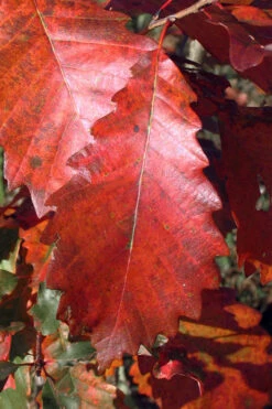 Chinkapin Oak Tree (Quercus Muehlenbergii) - 3 Gallon Pot 17 Chinkapin Oak Tree (Quercus Muehlenbergii) - 3 Gallon Pot -Wilson Bros Gardens quercus muehlenbergii chinkapin oak tree 2