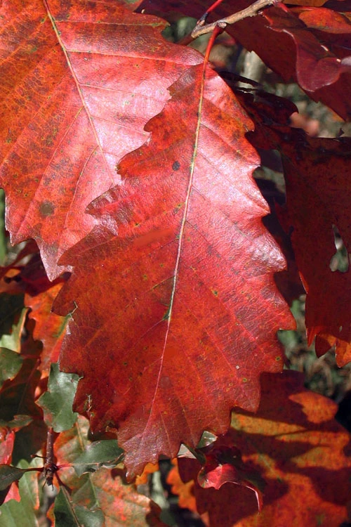 Chinkapin Oak Tree (Quercus Muehlenbergii) - 3 Gallon Pot 9 Chinkapin Oak Tree (Quercus Muehlenbergii) - 3 Gallon Pot - Image 9