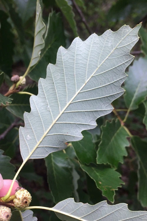 Chinkapin Oak Tree (Quercus Muehlenbergii) - 3 Gallon Pot 5 Chinkapin Oak Tree (Quercus Muehlenbergii) - 3 Gallon Pot - Image 5