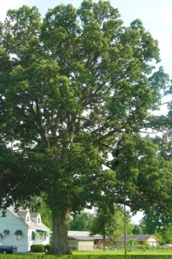 Chinkapin Oak Tree (Quercus Muehlenbergii) - 3 Gallon Pot 11 Chinkapin Oak Tree (Quercus Muehlenbergii) - 3 Gallon Pot -Wilson Bros Gardens quercus muehlenbergii chinkapin oak tree 7