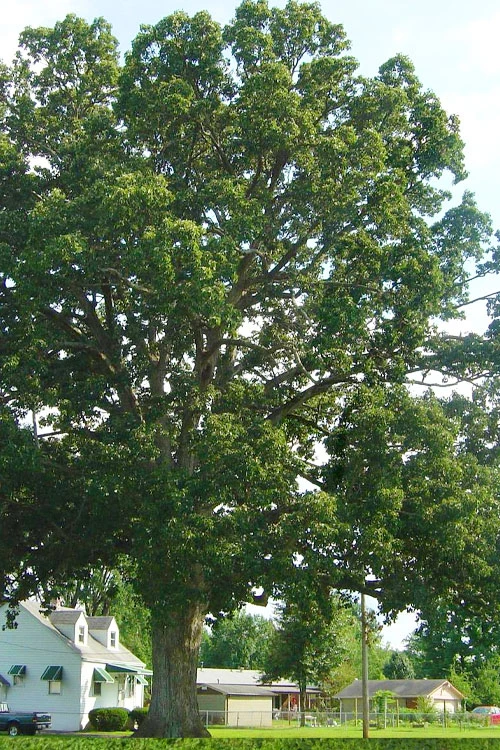 Chinkapin Oak Tree (Quercus Muehlenbergii) - 3 Gallon Pot 3 Chinkapin Oak Tree (Quercus Muehlenbergii) - 3 Gallon Pot - Image 3