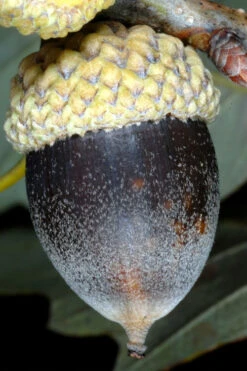 Chinkapin Oak Tree (Quercus Muehlenbergii) - 3 Gallon Pot 14 Chinkapin Oak Tree (Quercus Muehlenbergii) - 3 Gallon Pot -Wilson Bros Gardens quercus muehlenbergii chinkapin oak tree 8