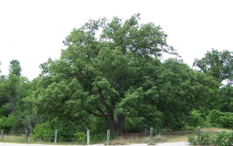 Chinkapin Oak Tree (Quercus Muehlenbergii) - 3 Gallon Pot 7 Chinkapin Oak Tree (Quercus Muehlenbergii) - 3 Gallon Pot - Image 7