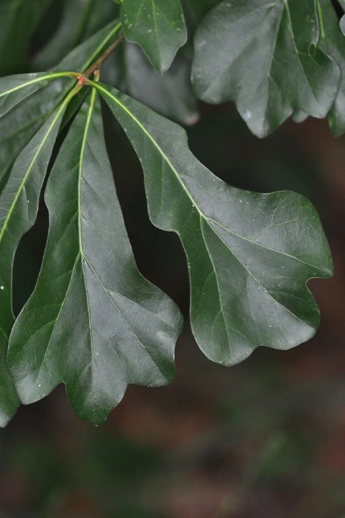 Water Oak Tree (Quercus Nigra) - 3 Gallon Pot 1 Water Oak Tree (Quercus Nigra) - 3 Gallon Pot