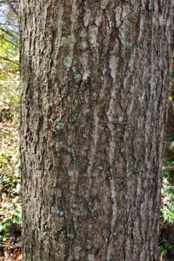 Water Oak Tree (Quercus Nigra) - 3 Gallon Pot 12 Water Oak Tree (Quercus Nigra) - 3 Gallon Pot -Wilson Bros Gardens quercus nigra water oak tree 3