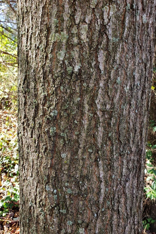 Water Oak Tree (Quercus Nigra) - 3 Gallon Pot 6 Water Oak Tree (Quercus Nigra) - 3 Gallon Pot - Image 6