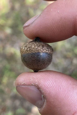 Water Oak Tree (Quercus Nigra) - 3 Gallon Pot 11 Water Oak Tree (Quercus Nigra) - 3 Gallon Pot -Wilson Bros Gardens quercus nigra water oak tree 4