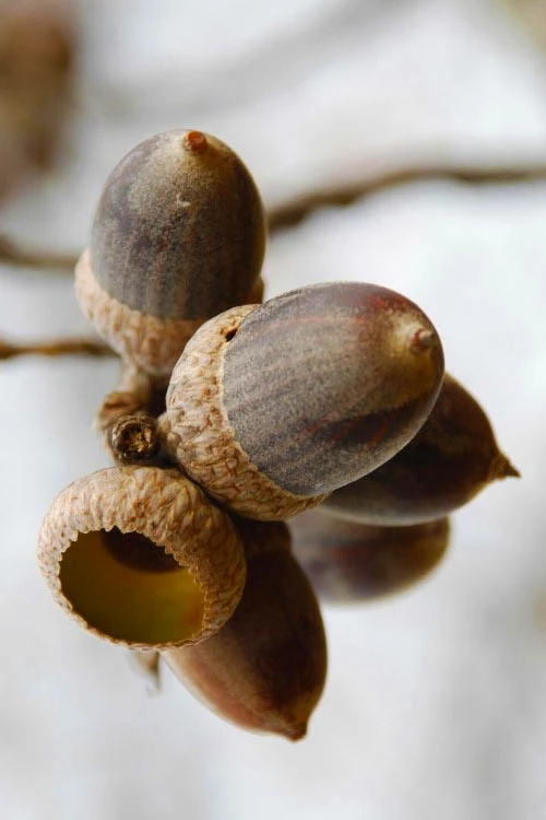 Nuttall Oak Tree (Quercus Nuttallii) - 1 Gallon Pot 7 Nuttall Oak Tree (Quercus Nuttallii) - 1 Gallon Pot - Image 7