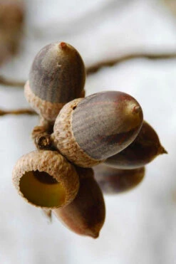 Nuttall Oak Tree (Quercus Nuttallii) - 3 Gallon Pot 16 Nuttall Oak Tree (Quercus Nuttallii) - 3 Gallon Pot -Wilson Bros Gardens quercus nuttallii nutall oak acorn nut 1