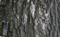 Nuttall Oak Tree (Quercus Nuttallii) - 1 Gallon Pot 17 Nuttall Oak Tree (Quercus Nuttallii) - 1 Gallon Pot -Wilson Bros Gardens quercus nuttallii nutall oak bark 1 1