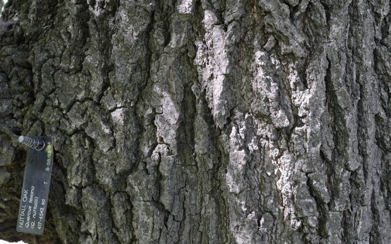 Nuttall Oak Tree (Quercus Nuttallii) - 3 Gallon Pot 8 Nuttall Oak Tree (Quercus Nuttallii) - 3 Gallon Pot - Image 8