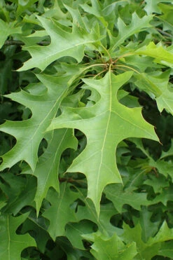 Nuttall Oak Tree (Quercus Nuttallii) - 1 Gallon Pot 14 Nuttall Oak Tree (Quercus Nuttallii) - 1 Gallon Pot -Wilson Bros Gardens quercus nuttallii nutall oak leaf 1 1