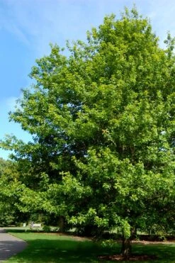 Nuttall Oak Tree (Quercus Nuttallii) - 1 Gallon Pot 13 Nuttall Oak Tree (Quercus Nuttallii) - 1 Gallon Pot -Wilson Bros Gardens quercus nuttallii nutall oak tree 2 1