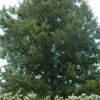 Cherrybark Oak Tree (Quercus Pagoda) - 3 Gallon Pot