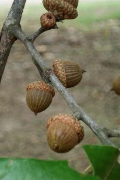 Cherrybark Oak Tree (Quercus Pagoda) - 3 Gallon Pot -Wilson Bros Gardens quercus pagoda cherrybark oak 7
