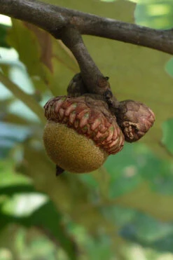 Cherrybark Oak Tree (Quercus Pagoda) - 3 Gallon Pot -Wilson Bros Gardens quercus pagoda cherrybark oak 9