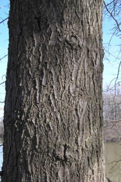 Pin Oak Tree (Quercus Palustris) - 3 Gallon Pot 17 Pin Oak Tree (Quercus Palustris) - 3 Gallon Pot -Wilson Bros Gardens quercus palustris pin oak bark 1 1