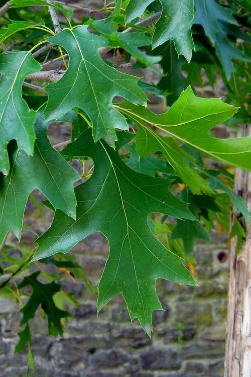 Pin Oak Tree (Quercus Palustris) - 1 Gallon Pot 6 Pin Oak Tree (Quercus Palustris) - 1 Gallon Pot - Image 6