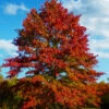 Pin Oak Tree (Quercus Palustris) - 3 Gallon Pot