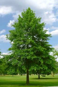 Pin Oak Tree (Quercus Palustris) - 3 Gallon Pot 12 Pin Oak Tree (Quercus Palustris) - 3 Gallon Pot -Wilson Bros Gardens quercus palustris pin oak tree 2 1