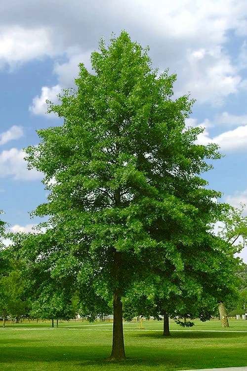 Pin Oak Tree (Quercus Palustris) - 3 Gallon Pot 4 Pin Oak Tree (Quercus Palustris) - 3 Gallon Pot - Image 4