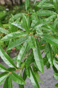 Willow Oak Tree (Quercus Phellos) - 1 Gallon Pot