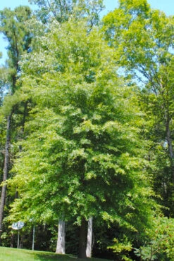 Willow Oak Tree (Quercus Phellos) - 3 Gallon Pot -Wilson Bros Gardens quercus phellos willow oak tree 1 2